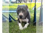American Pit Bull Terrier Mix DOG FOR ADOPTION RGADN-1096859 - Primrose Royalty