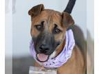 Whippet Mix DOG FOR ADOPTION RGADN-1096947 - Dewy - Smooth Fox Terrier / Whippet
