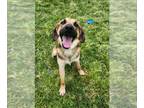 Beagle-German Shepherd Dog Mix DOG FOR ADOPTION RGADN-1097050 - Scout - German