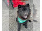 Chow Chow DOG FOR ADOPTION RGADN-1097084 - Nellie - Chow Chow (long coat) Dog