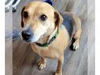 Beagle Mix DOG FOR ADOPTION RGADN-1097111 - Bonnie *Adopt or Foster* - Beagle /