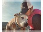 Labrador Retriever Mix DOG FOR ADOPTION RGADN-1097125 - Kobe - Labrador