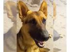 German Shepherd Dog Mix DOG FOR ADOPTION RGADN-1097152 - Yerdle - German