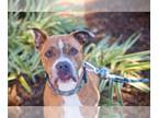 Boxer Mix DOG FOR ADOPTION RGADN-1097251 - Henry - Boxer / Mixed (short coat)