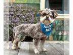 Lhasa Apso DOG FOR ADOPTION RGADN-1097332 - Wanda - Lhasa Apso Dog For Adoption