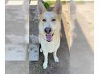 German Shepherd Dog-Huskies Mix DOG FOR ADOPTION RGADN-1097346 - Bear D5209 -