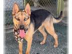 German Shepherd Dog Mix DOG FOR ADOPTION RGADN-1097347 - Lyle D5145 - German