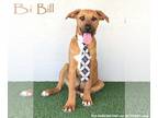 Rhodesian Ridgeback Mix DOG FOR ADOPTION RGADN-1097396 - Bill - Rhodesian