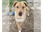 Labrador Retriever DOG FOR ADOPTION RGADN-1097425 - MISS PIGGY - Labrador