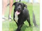 Labrador Retriever Mix DOG FOR ADOPTION RGADN-1097477 - Dubbie - Labrador