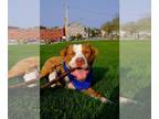 American Pit Bull Terrier Mix DOG FOR ADOPTION RGADN-1097485 - Blue -- Courtesy