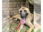 German Shepherd Dog Mix DOG FOR ADOPTION RGADN-1097490 - Kano - German Shepherd