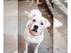 Boxer Mix DOG FOR ADOPTION RGADN-1097540 - Snow - Boxer / Mixed (short coat) Dog