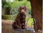 Adopt Denali a Chocolate Labrador Retriever
