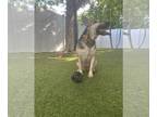 German Shepherd Dog Mix DOG FOR ADOPTION RGADN-1097668 - Millie - German
