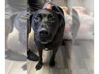 Labrador Retriever Mix DOG FOR ADOPTION RGADN-1097670 - BRUCE- IN TRAINING -