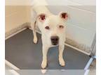 American Pit Bull Terrier DOG FOR ADOPTION RGADN-1097742 - NOODLE - Pit Bull