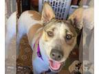 Huskies Mix DOG FOR ADOPTION RGADN-1097856 - Erin's Luna - Terrier / Husky /