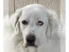 Great Pyrenees DOG FOR ADOPTION RGADN-1097881 - Briscoe - Great Pyrenees (long