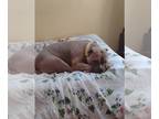 American Staffordshire Terrier DOG FOR ADOPTION RGADN-1097915 - TILLEY -
