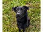 Labrador Retriever DOG FOR ADOPTION RGADN-1097990 - Judge May 23 - Labrador