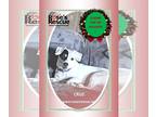 Jack Russell Terrier DOG FOR ADOPTION RGADN-1098007 - Cruz - Jack Russell