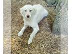 Collie-Huskies Mix DOG FOR ADOPTION RGADN-1098018 - Piper URGENT - Husky /