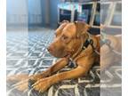 American Pit Bull Terrier DOG FOR ADOPTION RGADN-1098025 - Nova - American Pit