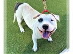 American Staffordshire Terrier Mix DOG FOR ADOPTION RGADN-1098151 - MIRABELL -