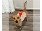 Black Mouth Cur-Labrador Retriever Mix DOG FOR ADOPTION RGADN-1098292 - Macaroni