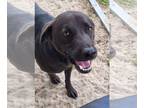 Labrador Retriever Mix DOG FOR ADOPTION RGADN-1098344 - Vader - Labrador