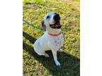 Adopt Lottie a Pointer