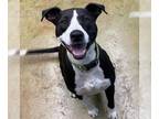 American Pit Bull Terrier DOG FOR ADOPTION RGADN-1098501 - Loki - American Pit