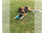 Beagle Mix DOG FOR ADOPTION RGADN-1098505 - Ringo - Beagle / Mixed Dog For