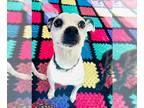 Boston Terrier-Italian Greyhound Mix DOG FOR ADOPTION RGADN-1098513 - Maddie