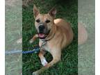 Boxer-German Shepherd Dog Mix DOG FOR ADOPTION RGADN-1098545 - Sadie - Boxer /