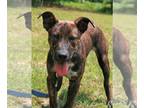 Labrador Retriever-Plott Hound Mix DOG FOR ADOPTION RGADN-1098547 - John Boy -