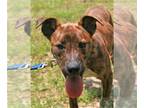 Mountain Cur Mix DOG FOR ADOPTION RGADN-1098549 - Jim Bob - Mountain Cur /