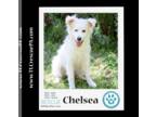 Great Pyrenees DOG FOR ADOPTION RGADN-1098675 - Chelsea 061723 - Great Pyrenees