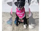 American Pit Bull Terrier-Beagle Mix DOG FOR ADOPTION RGADN-1098707 - Moody Blue