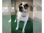 Jack Russell Terrier-Pointer Mix DOG FOR ADOPTION RGADN-1098731 - Walker - Jack
