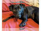 Labmaraner DOG FOR ADOPTION RGADN-1098744 - Rodrick - Labrador Retriever /