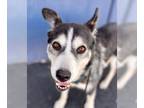 Siberian Husky Mix DOG FOR ADOPTION RGADN-1098780 - Tamara - Adopt Me!