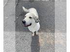 Akbash Mix DOG FOR ADOPTION RGADN-1098795 - Aspen - Akbash / Mixed (medium coat)