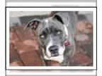 American Pit Bull Terrier DOG FOR ADOPTION RGADN-1098819 - Dora - American Pit