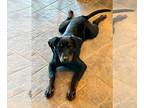 Labrottie DOG FOR ADOPTION RGADN-1098854 - Rylie - Rottweiler / Labrador
