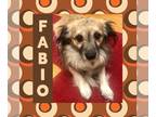 Papillon Mix DOG FOR ADOPTION RGADN-1098861 - Fabio - Papillon / Mixed Dog For