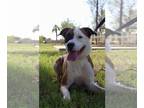 Bullboxer Pit DOG FOR ADOPTION RGADN-1099057 - Shelia - Boxer / Pit Bull Terrier