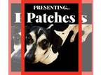 Dachshund DOG FOR ADOPTION RGADN-1099078 - Patches - Dachshund (short coat) Dog