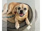 Puggle DOG FOR ADOPTION RGADN-1099207 - Boomer (Barney) - Pug / Beagle / Mixed